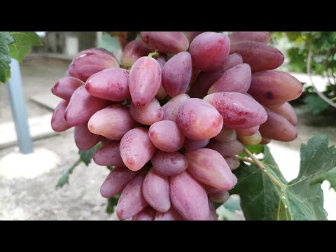 Видео: Топ Сверх Ранних и Ранних Сортов Винограда 2025! 🍇🍇🍇 Telegram, WhatsApp и Vlber +79528500417.