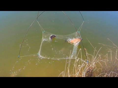 Видео: Рыбалка на паук! Сибирские реки богатые рыбой не перестают радовать! Сазаний рай! Рыбалка 2022!