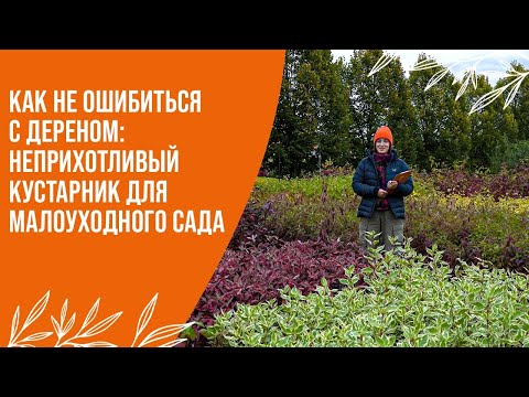 Видео: Как выбрать дёрен: Обзор сортов по высотам, формам и цвету | Малоуходный сад