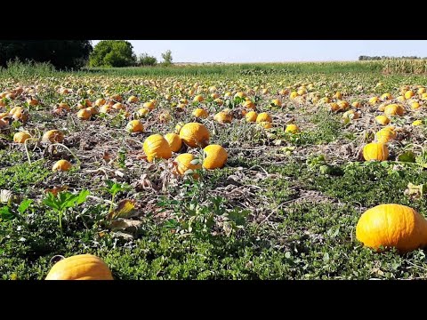 Видео: Вирощування гарбузів. Всі технологічні секрети вирощування. Розбір технології. Голонасінний гарбуз.