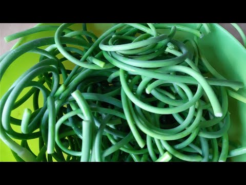 Видео: ЧЕСНОЧНЫЕ СТРЕЛКИ - мои заготовки