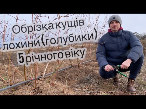 Видео: Обрізка лохини (голубики) на 5 річній посадці 05.02.22