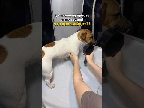 Видео: одумайся!! используй только эту пенку с вб #248237382 #собака #жизнь #юмор #счастье #life