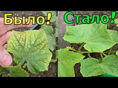 Видео: Почему желтеют листья огурцов и как это остановить навсегда