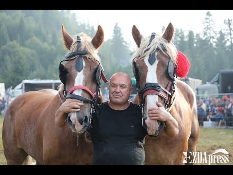 Видео: Царя на тежковозите в България The king of horses from the heavy draft breeds in Bulgaria