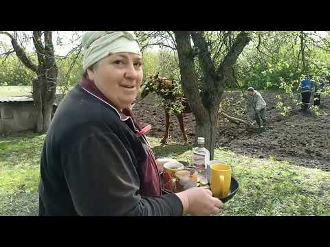 Видео: Сажаем картошку под лошадь//И Все на юбилей.