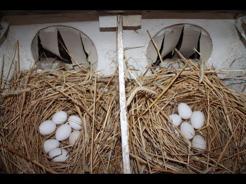 Видео: Приучаем курицу молодку нестись в гнездо.