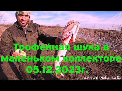 Видео: ТРОФЕЙНАЯ ЩУКА В МАЛЕНЬКОМ КОЛЛЕКТОРЕ 05.12.2023г.
