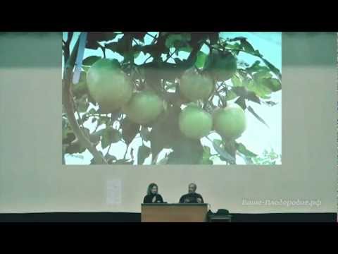 Видео: Выращивание томатов