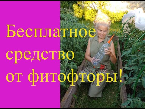 Видео: Бесплатное средство от фитофторы!