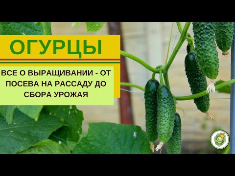 Видео: Все о выращивании  огурцов - от посева на рассаду до сбора урожая