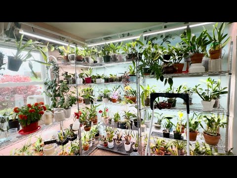 Видео: Мое содержание комнатных растений.. Про полки, подсветку и как все устроено Обзор всех растений . 