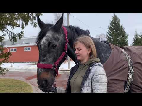 Видео: Коновод - кто, зачем и почему?