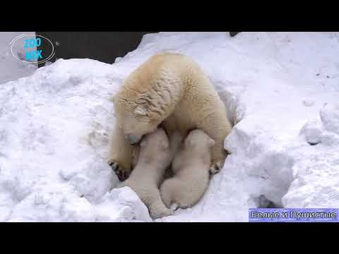 Видео: Кто выпьет больше молока - получит мамин поцелуй