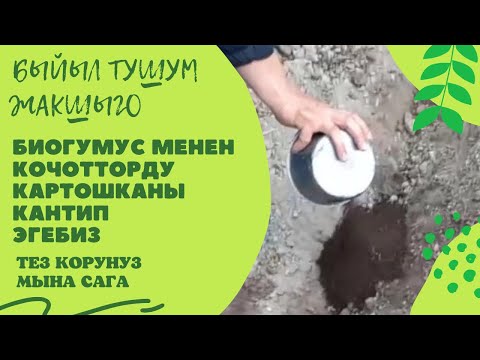 Видео: КАРТОШКАНЫ ЖАНА КОЧОТТУ КАНТИП ЭКТИК// ОРУКО БЫЙЫЛ ТОЙОБУЗГО