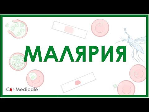 Видео: Малярия - малярийный плазмодий, виды, механизм развития, симптомы,