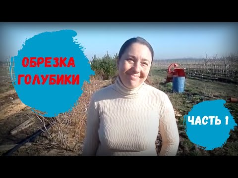 Видео: Обрезка голубики кусты 7 лет. Часть 1