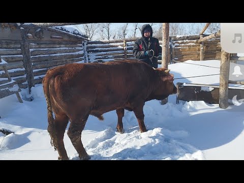 Видео: Бордақы малдарын тапсыру.Қызыл бұқа,қара құнажын.