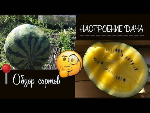 Видео: 🧐 Обзор на арбуз 🍉 " Оранж Кинг" F1 от Nong Woo Bio