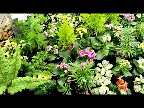 Видео: 🌿🍃Цветы в Оби⚘🍂