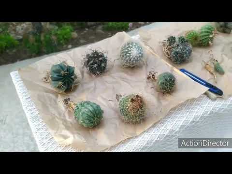 Видео: #Посылка💃 Новые кактусы🌵Посылка с Кипра