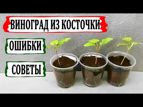 Видео: 🍇 Виноград из косточки дома. Ошибки и советы. Взошли сеянцы винограда. Первые семядольные листочки.