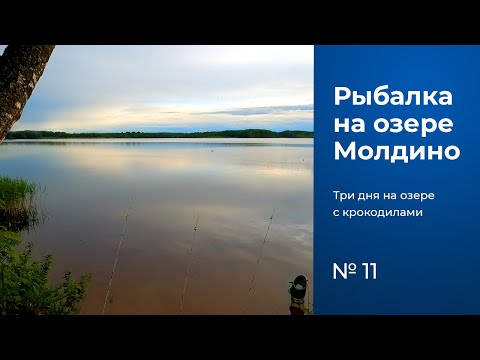 Видео: № 11 / Рыбалка на озере Молдино / Крокодилы / Поплавочная удочка / Тверская область