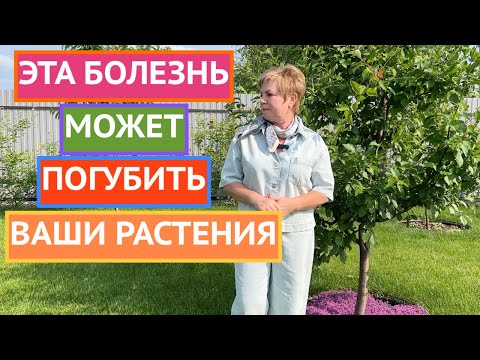 Видео: ЧЕМ ОПСАЕН МОНИЛИОЗ И КАК ОТ НЕГО ИЗБАВИТЬСЯ!