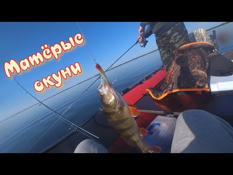 Видео: Матёрые окуни Рыбинского водохранилища. Рыбалка на хищника. Рыбалка на Рыбинском водохранилище. РСД.