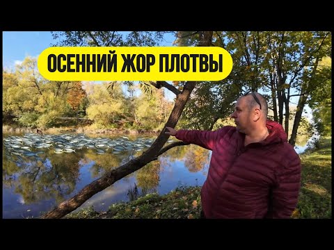 Видео: #мормышинг | Осенний жор плотвы | Здоровые рыбы рвут лески |