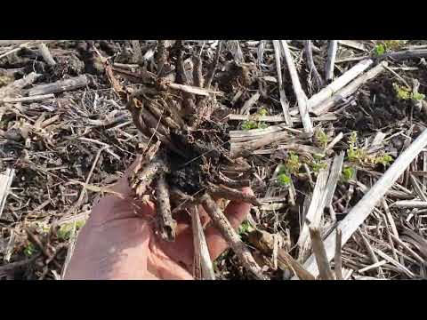 Видео: зимуючий горох прижарило