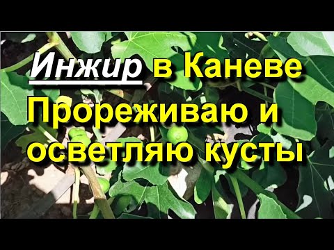 Видео: Инжир в Каневе. Удаляю не плодоносные побеги. Осветляю кусты. 2025 07 11