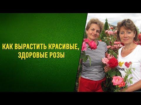 Видео: Советы профессионала - как вырастить красивые, здоровые розы. Натуральный стимулятор для роз