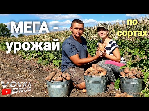 Видео: 🇺🇦Урожай картоплі 2022! Копаєм мотоблоком пізні сорти.🇺🇦