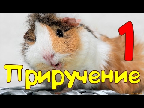 Видео: 🐹Приручение морской cвинки: Первые шаги 🐹 Пипа зевает )))