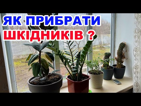 Видео: Чим обробити кімнатні рослини від шкідників ?