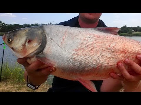 Видео: Как правильно ловить толстолобика? На что клюёт толстолобик? Где искать толстолобика?
