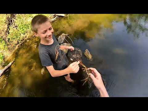 Видео: Ловля раков на реке с сыном жарко сильно и 10 раков