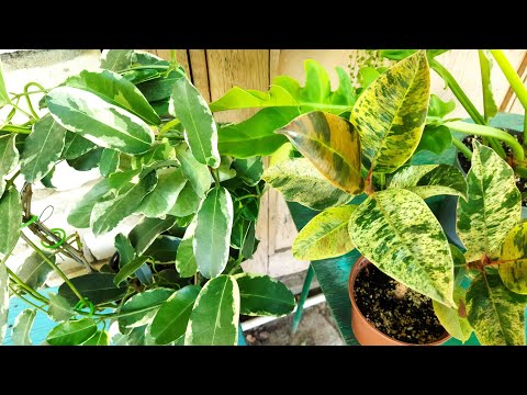 Видео: Растения, которые давно не показывала 🌿🌺 Новинки 🥰 9 августа 2025