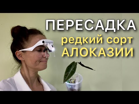 Видео: Посадка в Leshuza на фитиль  АЛОКАЗИИ Longiloba Purple. Новинка!