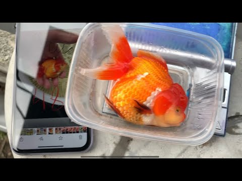 Видео: Взвешиваем Сибирское ЗОЛОТО. Считаем сколько прибавило в весе за месяц #оранда #ранчу