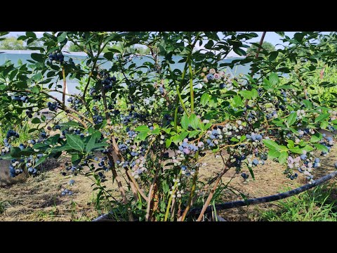Видео: Молодая посадка голубики в контейнерах. Поздний сорт Элизабет 🫐