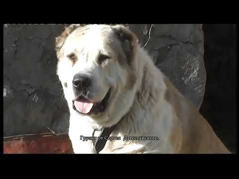 Видео: Собаки Грузии.
