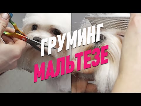 Видео: ГРУМИНГ МАЛЬТИЙСКОЙ БОЛОНКИ / СТРИЖКА МАЛЬТЕЗЕ / GROOM SCHOOL