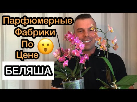 Видео: ОЙ, Я НЕ МОГУ! Даже НЕ Гонялся за ними. САМИ пришли. Орхидеи Парфюмерные Фабрики.