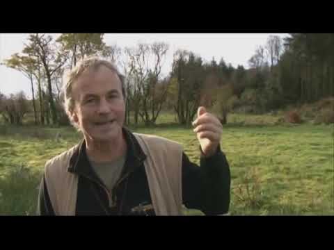 Видео: Бретонский Эпаньоль-документальный фильм о породе.