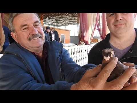 Видео: ВЫСТОВКА Голубей 2019 г Тараз