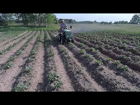 Видео: Прополка картошки «ежами»: быстро, сердито и качественно!