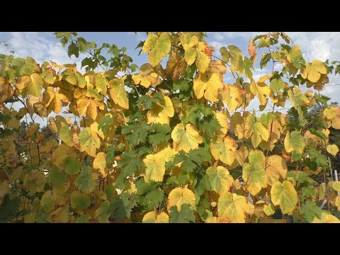 Видео: Работы на винограднике в октябре