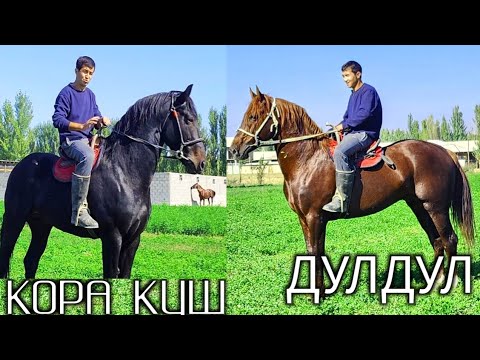 Видео: БAХОДИР АКАДАН ОТЛАРНИГ КУЧЛИГИ КОРА КУШ ВА ДУЛДУЛ  ЛАКАБЛИ ОТИМИЗ СОТИЛАДИ  !..